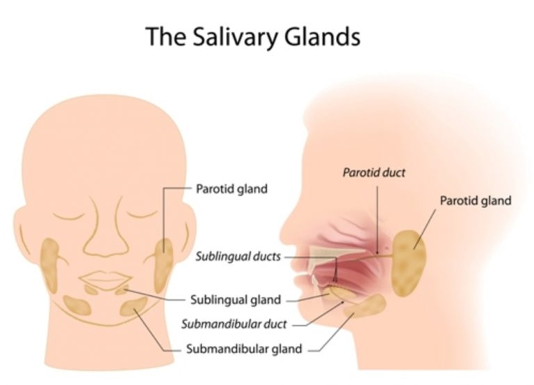 Composition and Function of Saliva