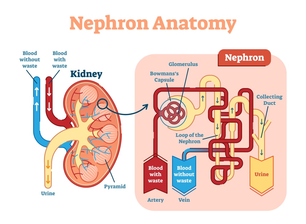 Anatomy of Nephron