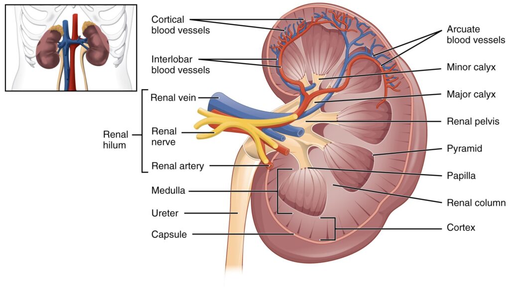 Anatomy and Function of Kidney