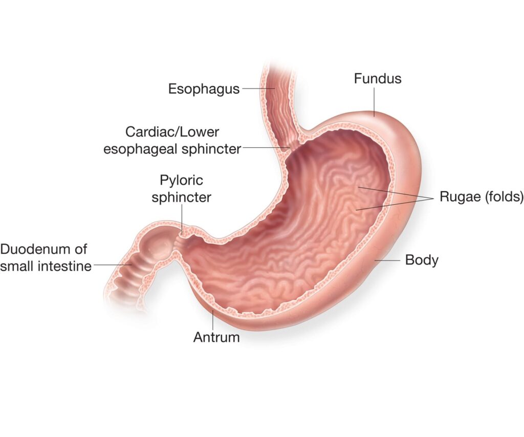 Anatomy and Physiology of Stomach
