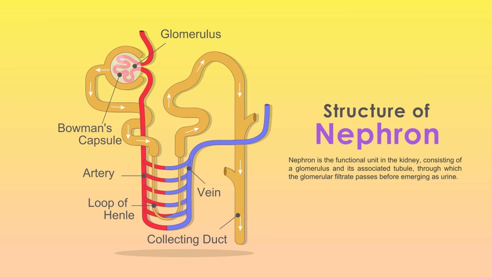 Anatomy of Nephron