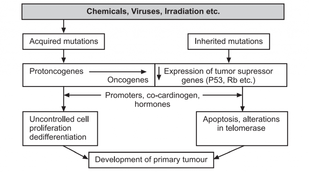 Development of primary tumor