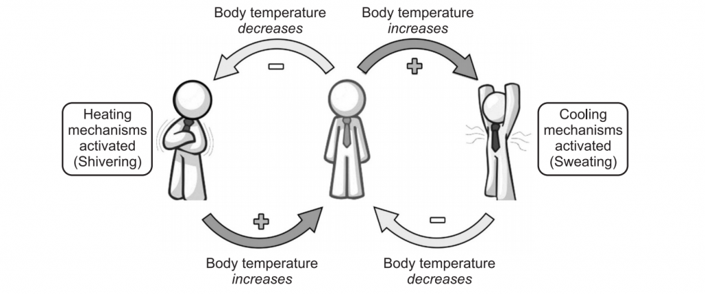 Homeostasis of temperature by a negative feedback loop