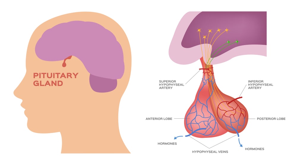 Hormones of Pituitary Gland