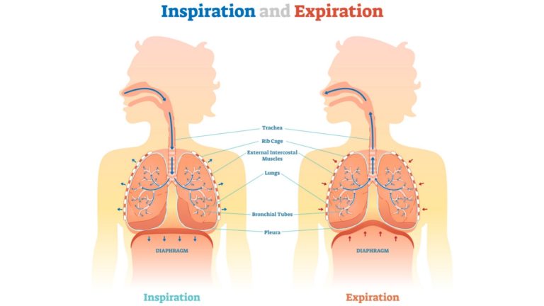 Mechanism of Respiration
