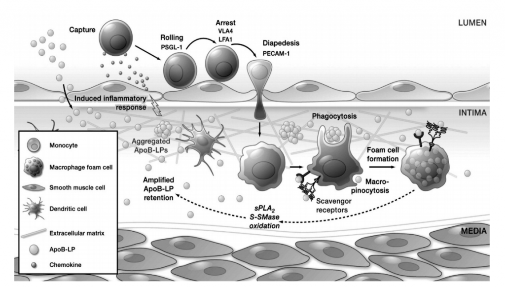 Mechanism of atherosclerosis