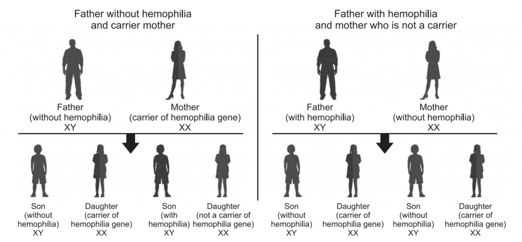 Mode of transmission of hemophilia