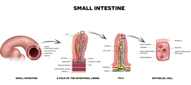 Movements of Small Intestine