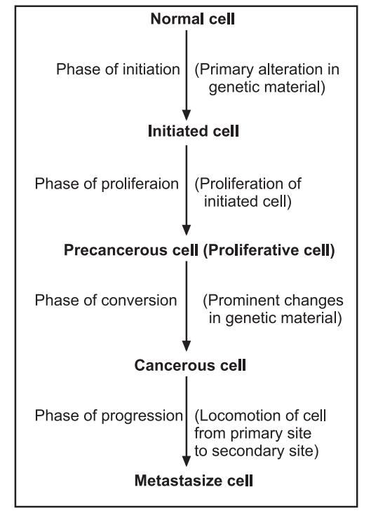 Phases of carcinogenesis