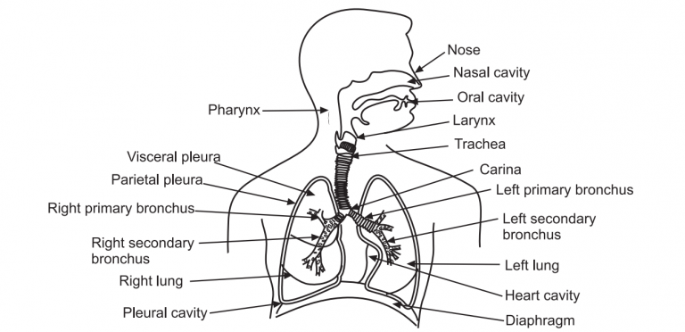 Respiratory System - Solution Parmacy