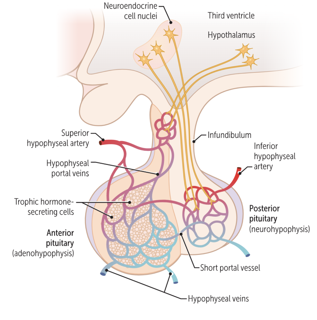 Hormones of Pituitary Gland