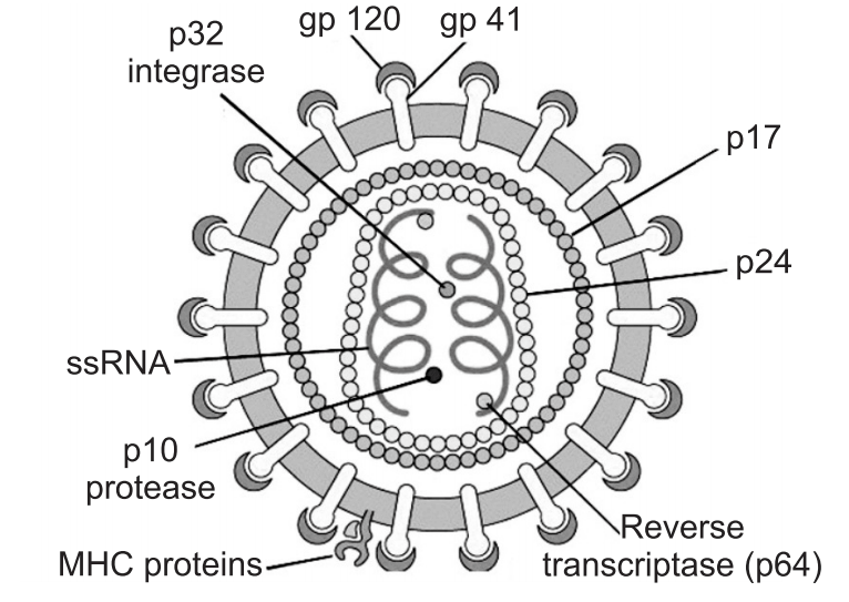 Structure of HIV