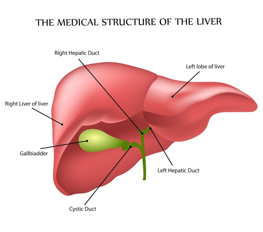 Anatomy and Function of the Liver