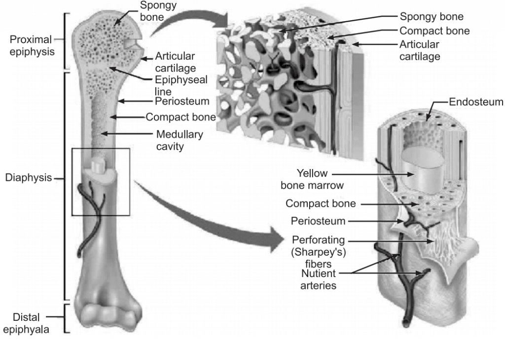 Structure of the bone nerves