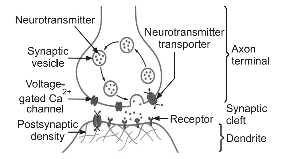 Synaptic junction