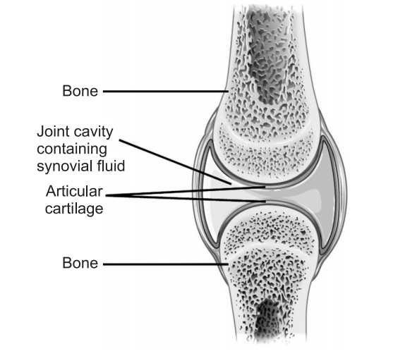 Synovial joints