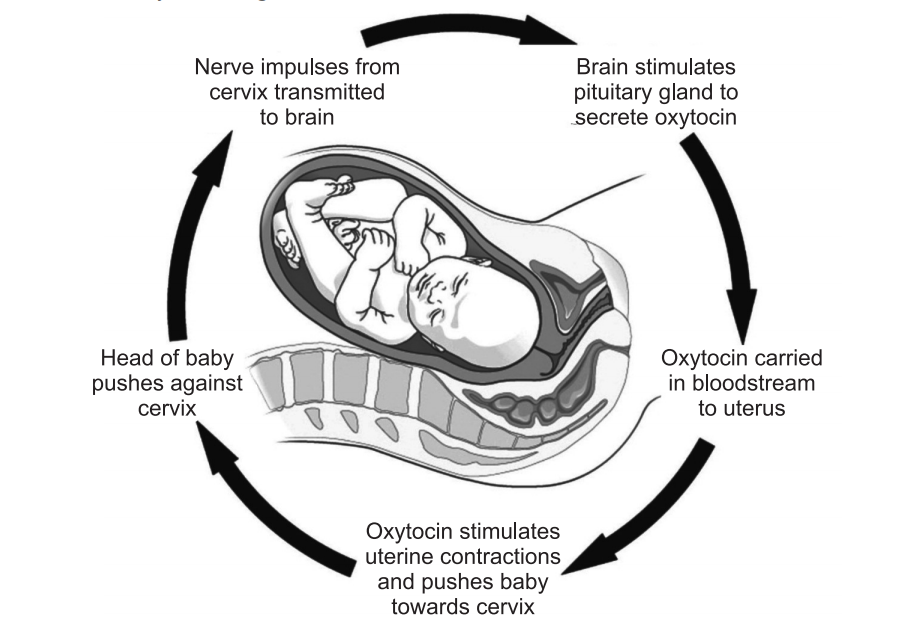 Uterine contractions during childbirth by a positive feedback mechanism