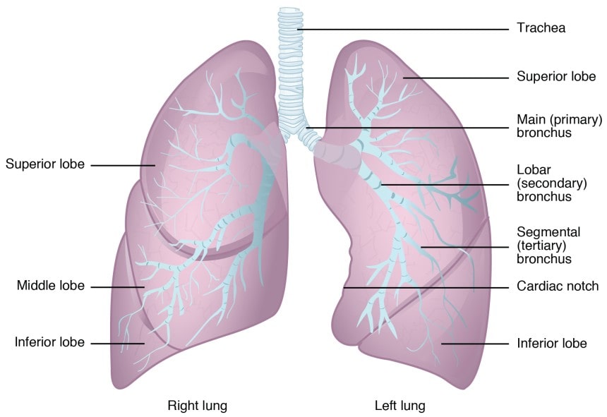 anatomy and physiology of lungs