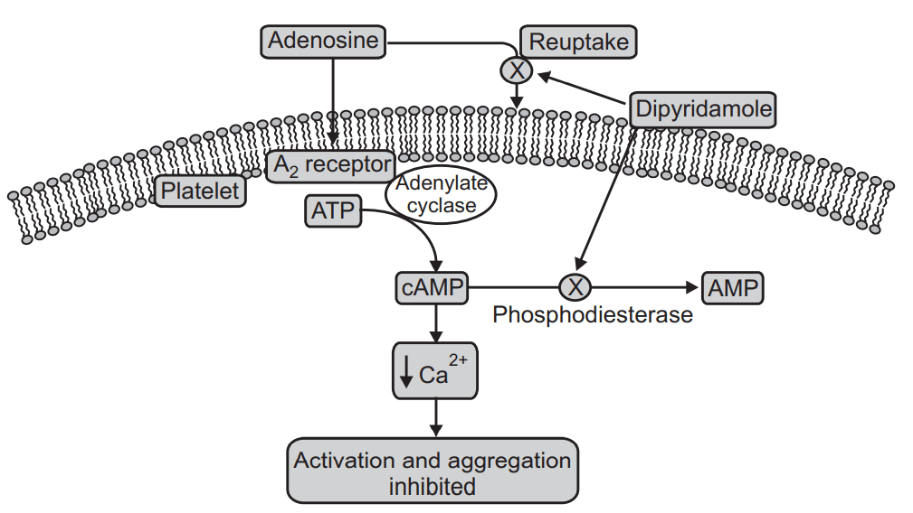  Dipyridamole mechanism of action - Antiplatelet Drugs