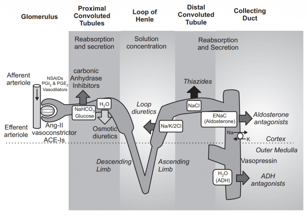 Diuretics act at different points along the nephron Antihypertensive Drugs