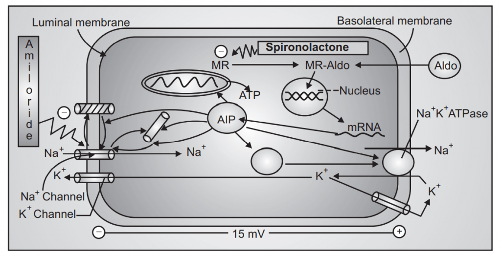 Fig-MoA of Potassium Sparing Diuretics