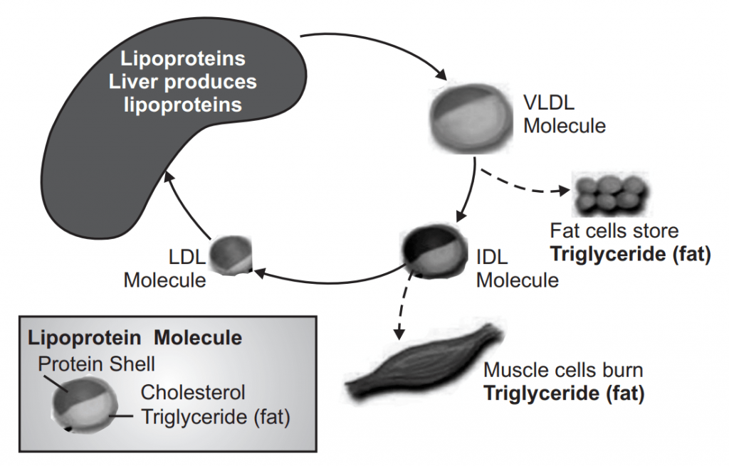 Life cycle of Cholesterol-Carrying Lipoproteins Hyperlipidemia
