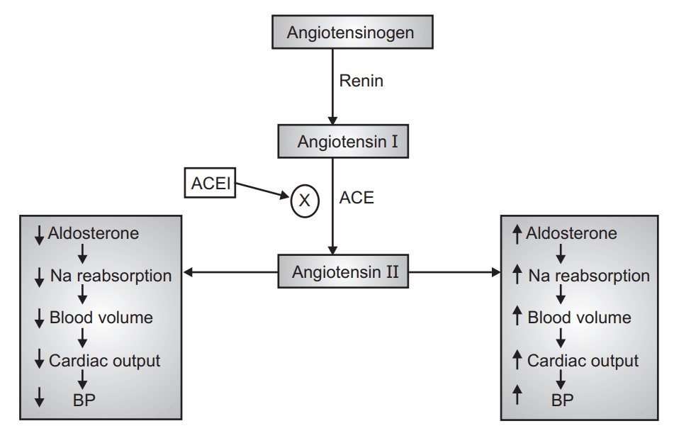 MOA of ACEI Antihypertensive Drugs