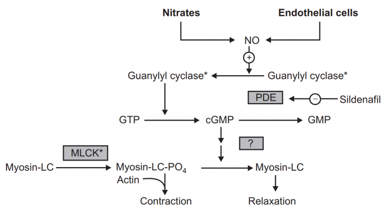 Antianginal Drugs - (classification) - Solution Parmacy