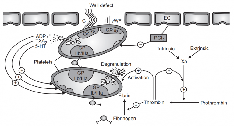 Antiplatelet Drugs (Pharmacology) - Solution Parmacy