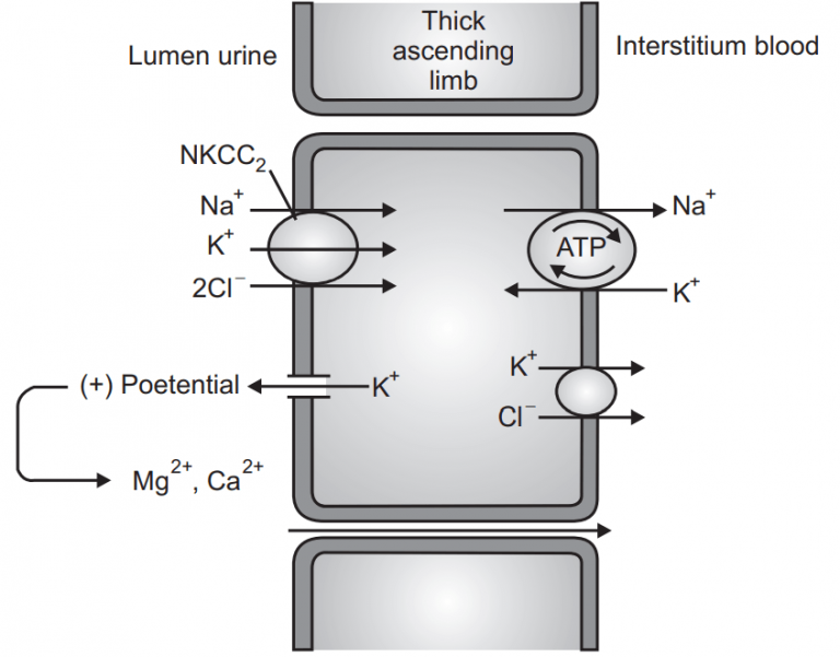 Diuretics (Pharmacology) - Solution Parmacy