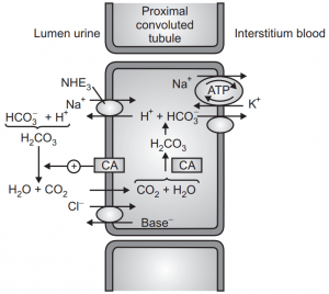 Diuretics (Pharmacology) - Solution Parmacy