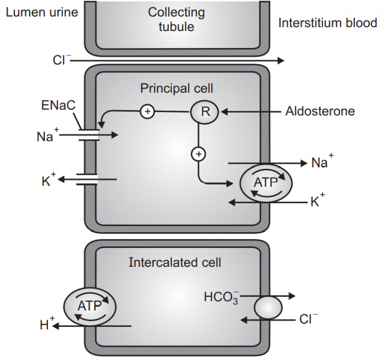 Diuretics (Pharmacology) - Solution Parmacy