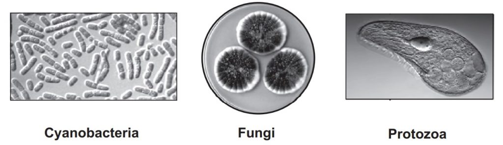 Multicellular organisms