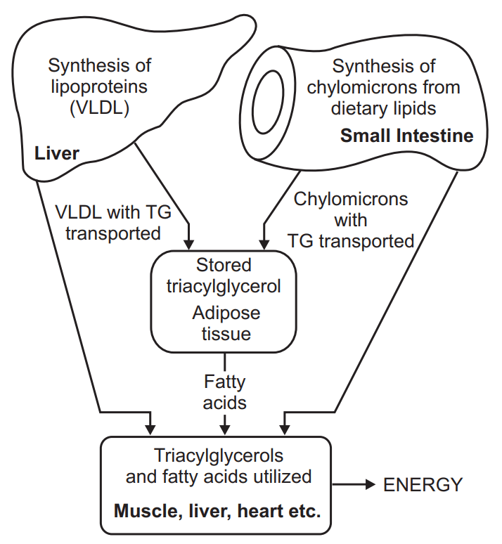 Overview of Fat Metabolism Hyperlipidemia