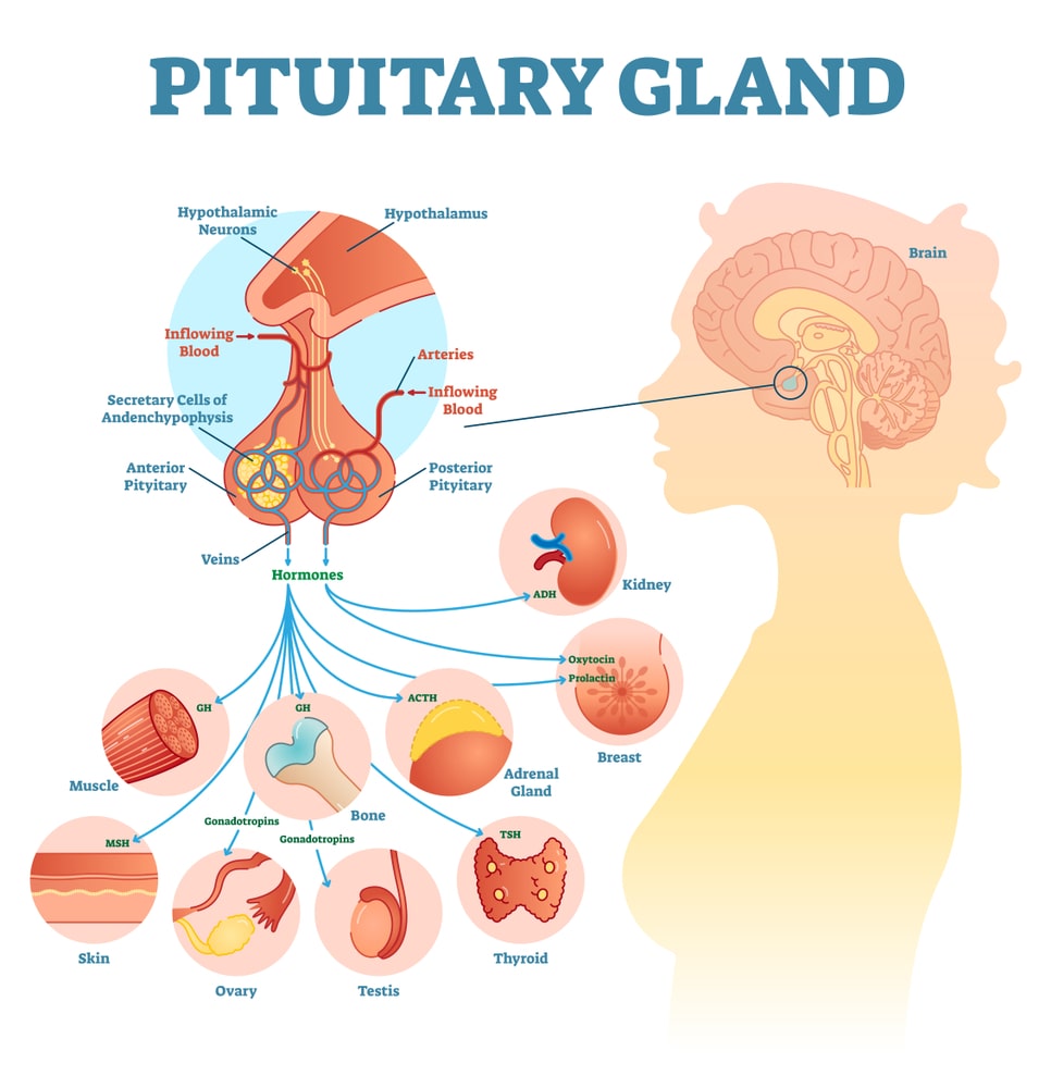 The Pituitary gland