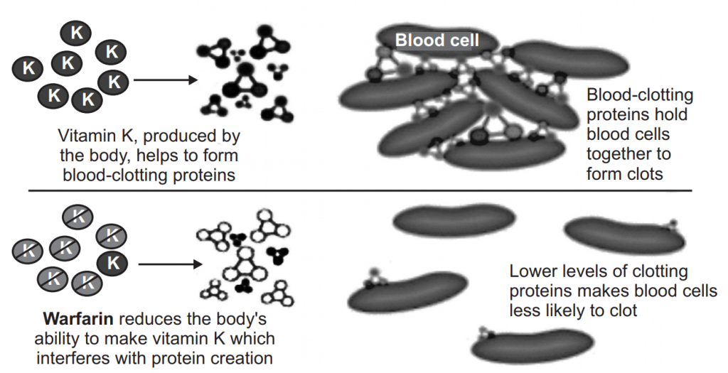 Role of Vitamin K in Blood Coagulation - Coagulants