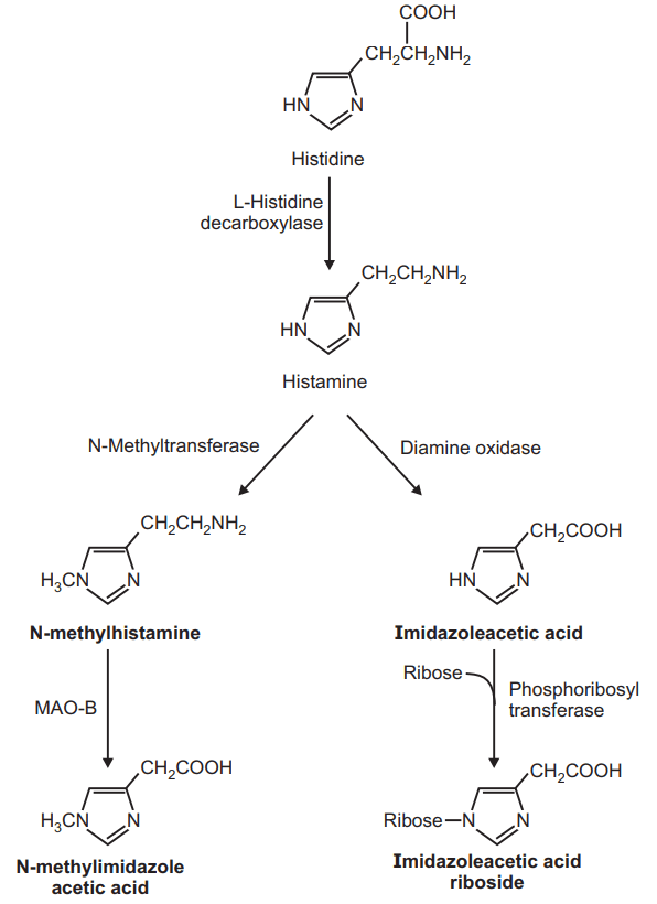 Synthesis and Metabolism of histamines