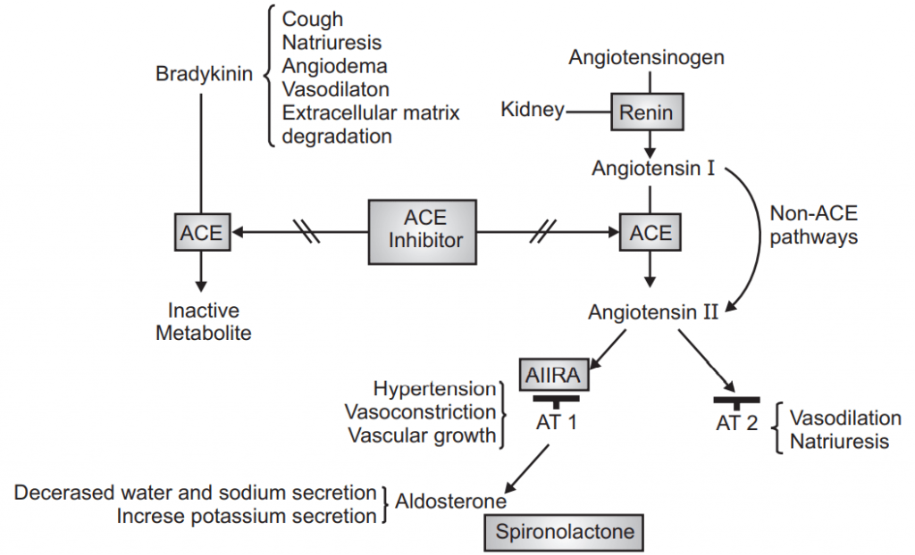 The Renin-Angiotensin System (RAS) Antihypertensive Drugs