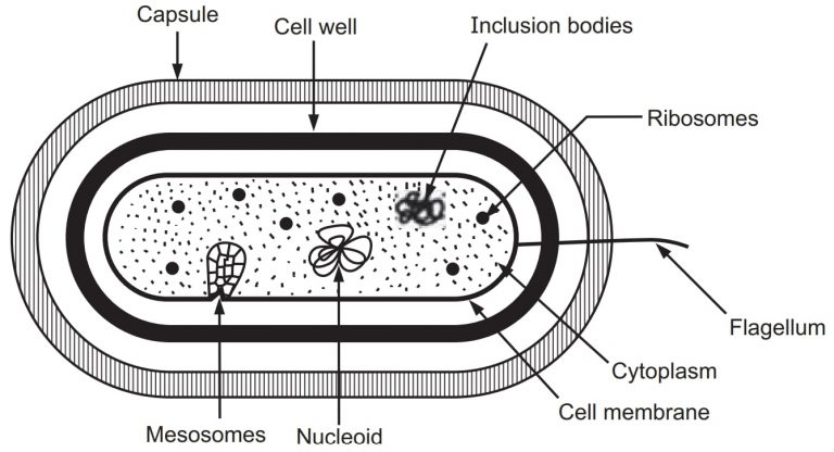 Ultra Structure of Bacteria - Solution Parmacy