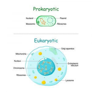 Differences Between Eukaryotic and Prokaryotic - Solution Parmacy