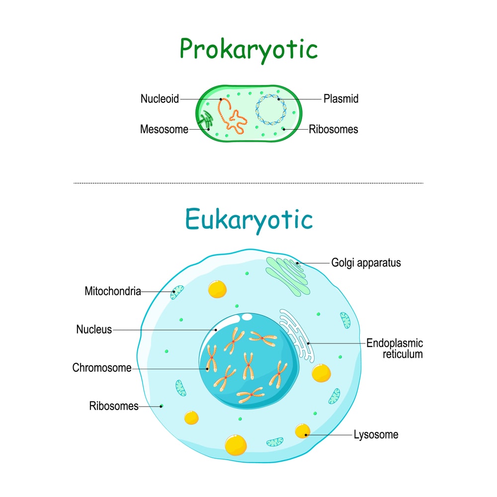 differences between eukaryotic and prokaryotic
