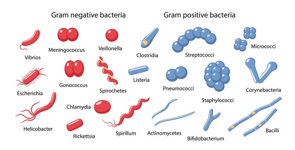 differences between gram-positive and gram-negative bacteria