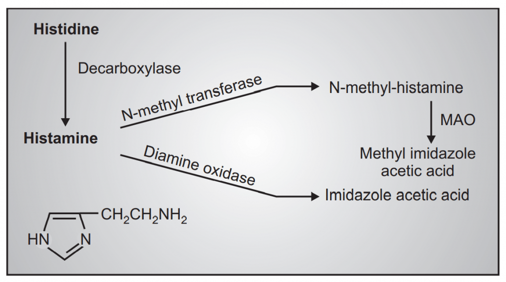 Metabolism of Histamine - Autacoids