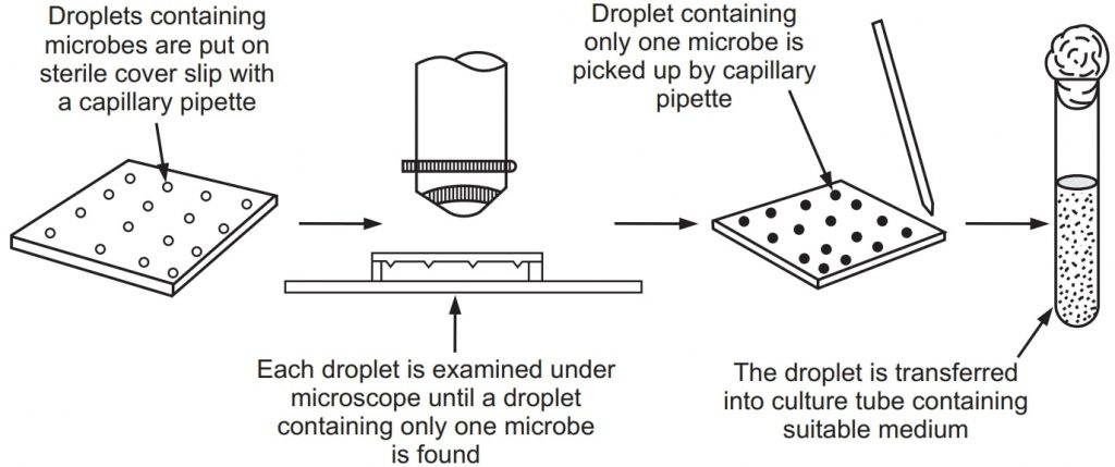 Capillary pipette method (Pure Culture)