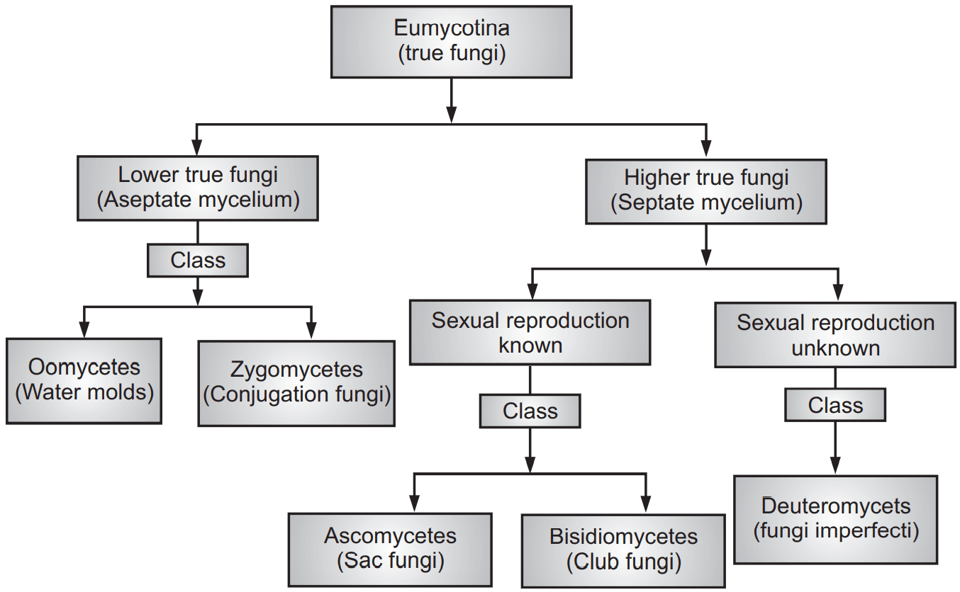 Fungi Importance Classification And More Solution Pharmacy