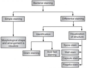 Identification Of Bacteria Using Staining Techniques