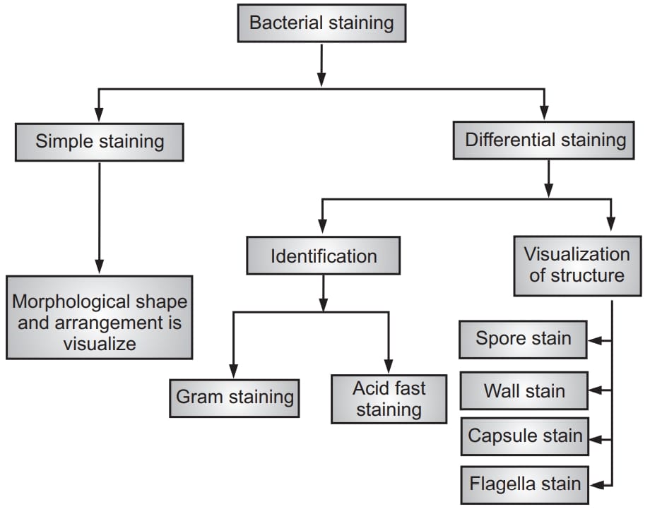 Classification of bacterial staining