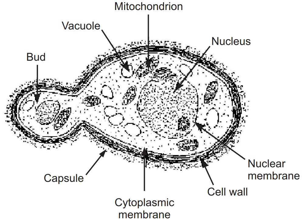 General structure of Yeast cell