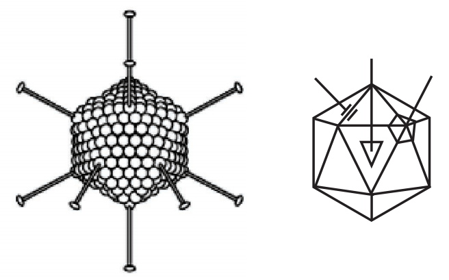 Icosahedral symmetry (Viruses)