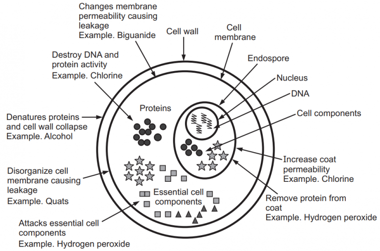 Disinfectants (Classification, Mode of Action and More)